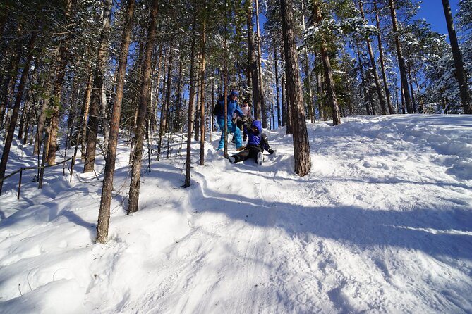 10 km Authentic Husky Safari in the Taiga Forest – Family Kennel - Why this husky safari deserves a place on your Lapland plan