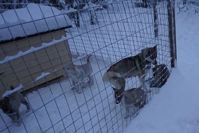 10 km Authentic Husky Safari in the Taiga Forest – Family Kennel - Meeting the huskies before the sled run