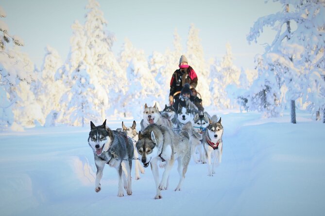 10 km Authentic Husky Safari in the Taiga Forest – Family Kennel - Driving 10 kilometers through snowy forest