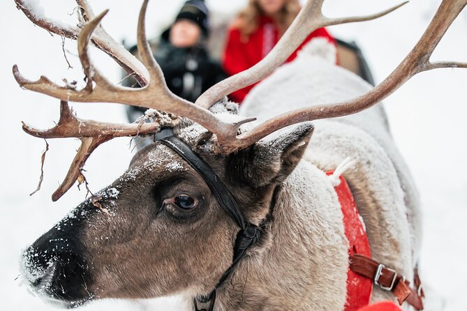 2km Sleigh Ride & Feeding Experience at Traditional Reindeer Farm - Is $116 good value?