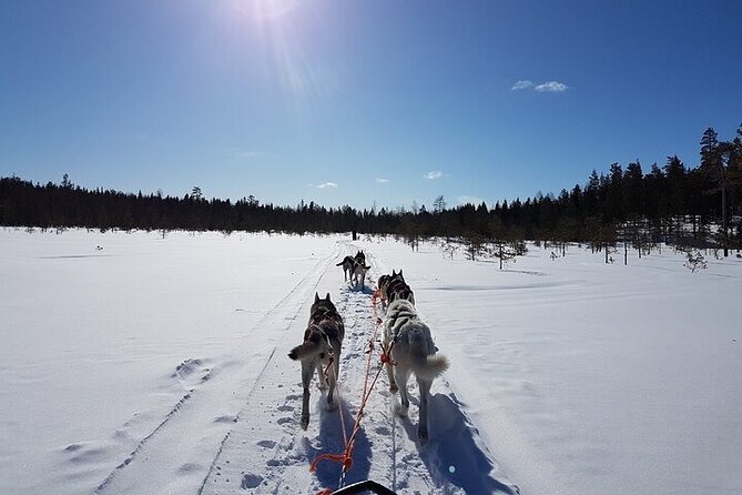 5KM Husky Sled Ride from Levi - Meeting the dogs before the sled ride