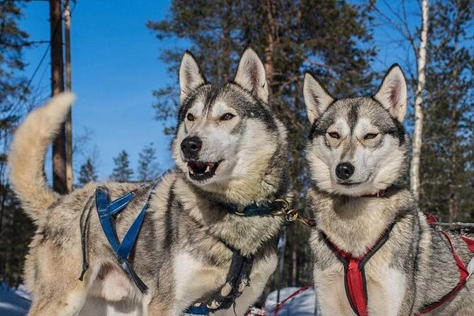 5KM Husky Sled Ride from Levi - How the 5-kilometer self-drive works