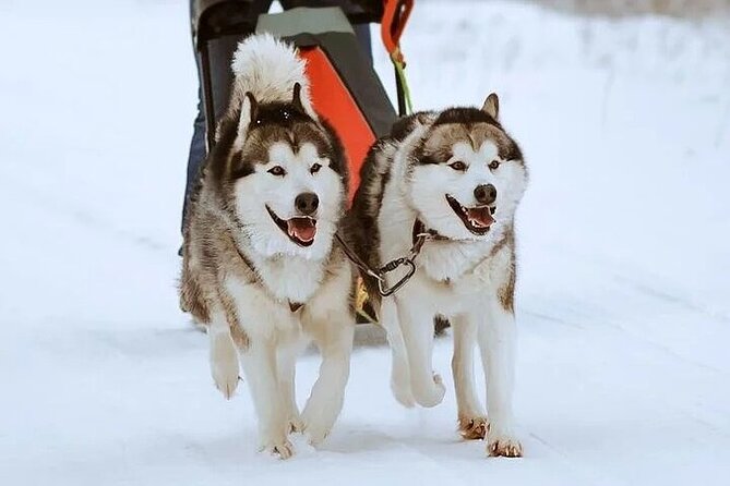 8-10km Husky Ride in the Taiga and Visit Other Farm Animals - Leaving Rovaniemi at 8:30 a.m.