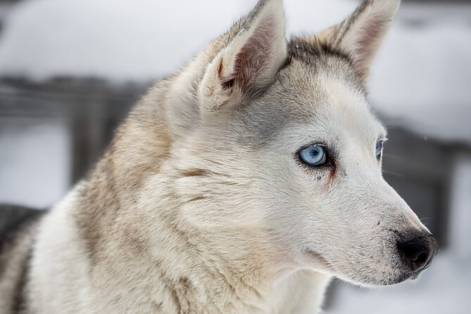 8-10km Husky Ride in the Taiga and Visit Other Farm Animals - Learning to lead an 8 to 10 km sled
