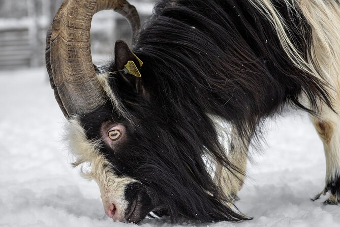 8-10km Husky Ride in the Taiga and Visit Other Farm Animals - Is $272.83 a fair price?