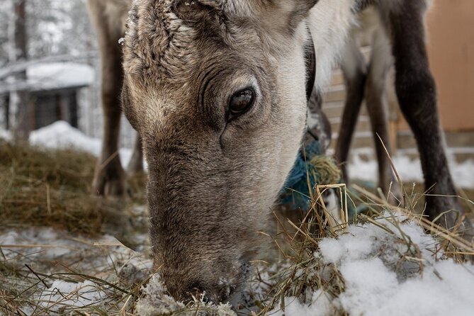 8-10km Husky Ride in the Taiga and Visit Other Farm Animals - Who will enjoy this outing most?