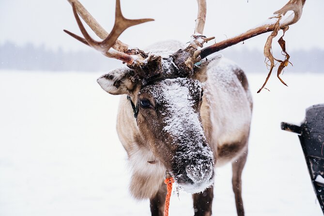 Apukka Reindeer Journey - Photos, petting, and time with the animals