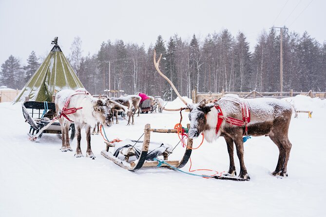 Apukka Reindeer Journey - Timing, cancellation, and simple preparation