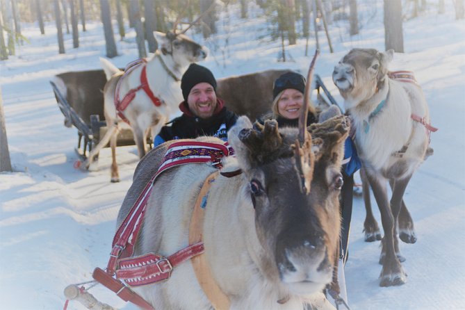 Apukka Reindeer Journey - Meeting the reindeer before the sleigh ride