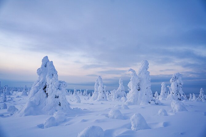 Arctic Adventure through Magical Frozen Forests of Riisitunturi - Key points to know before you book