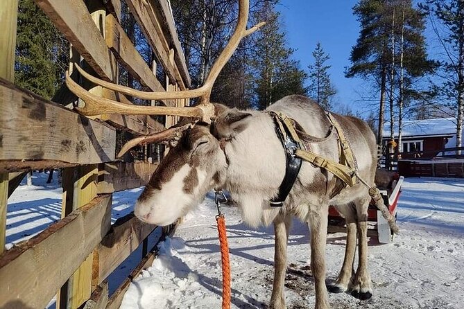 Arctic Animals Adventure with Lunch Buffet - Key details at a glance