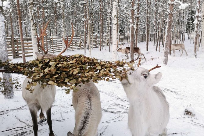Arctic Animals Adventure with Lunch Buffet - A full Arctic day from Rovaniemi