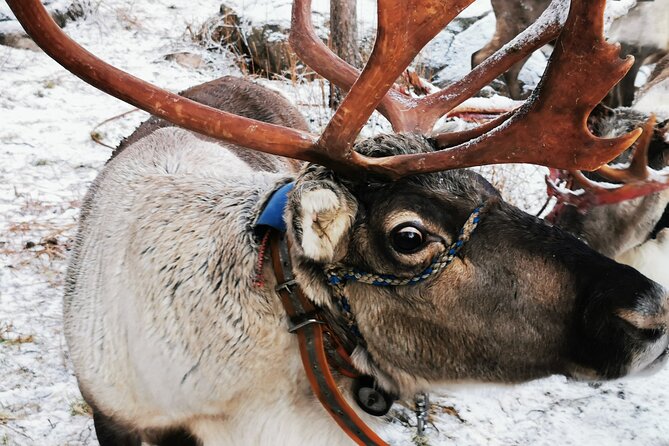 Arctic Animals Adventure with Lunch Buffet - The drive to Ranua Wildlife Park