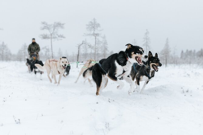 Arctic Animals Adventure with Lunch Buffet - Lunch at the wildlife park