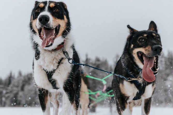 Arctic Animals Adventure with Lunch Buffet - What the $299.82 price really covers