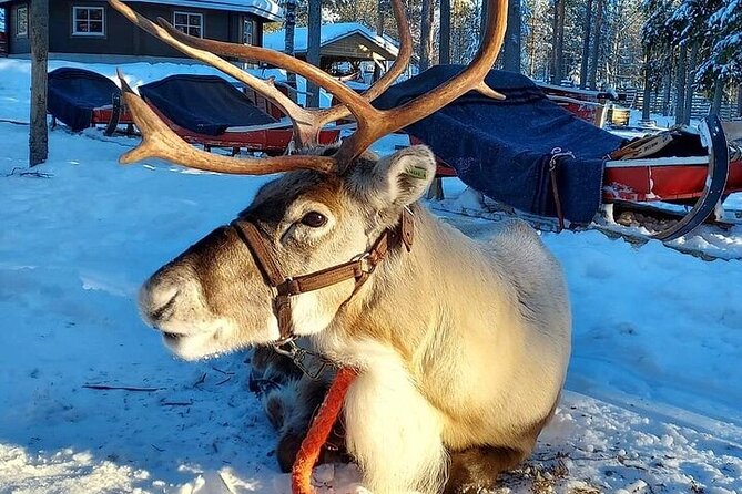 Arctic Animals Adventure with Lunch Buffet - The husky and reindeer farm experience