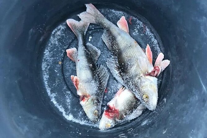 Arctic Circle Family Day - Ice fishing brings the pace down
