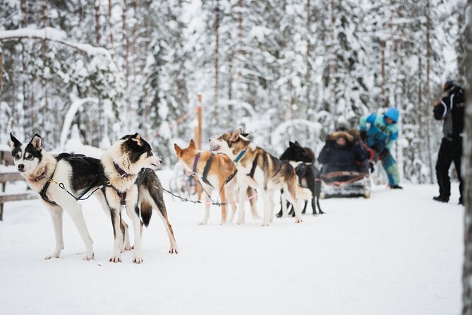 Arctic Circle Highlights Family Day - The husky sled ride: the biggest child-pleaser