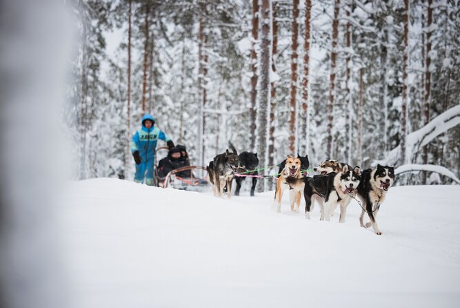 Arctic Circle Highlights Family Day - The reindeer sleigh and a gentler Arctic ride