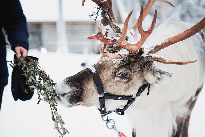 Arctic Circle Highlights Family Day - Starting in Rovaniemi with warm clothing provided