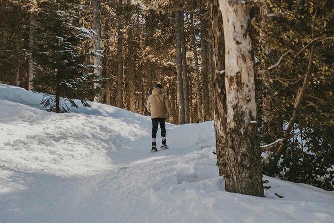 Arctic Darkness & Starlight Adventure with Snowshoes - A gentle start in central Sodankylä