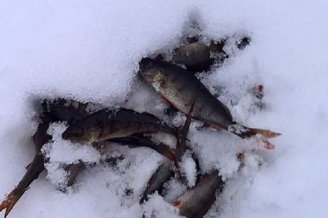 Arctic Day with Ice Fishing and Floating - Snowshoeing Through Finland’s Quiet Winter Forest