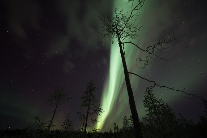 Aurora Borealis Picnic in Rovaniemi - Is the $113.37 price fair?