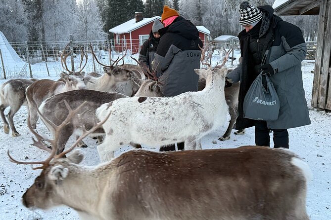 Authentic Reindeer Experience and Ice Fish with Lunch in the Wild - How the $254.85 price measures up