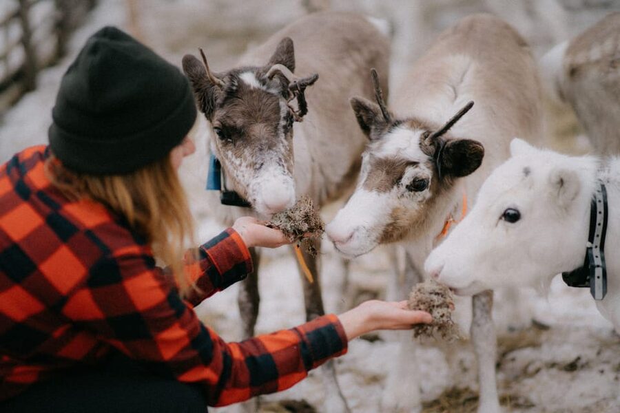 Authentic Reindeer Experience, Ice Fish & Lunch in the Wild - What to bring and what to arrange