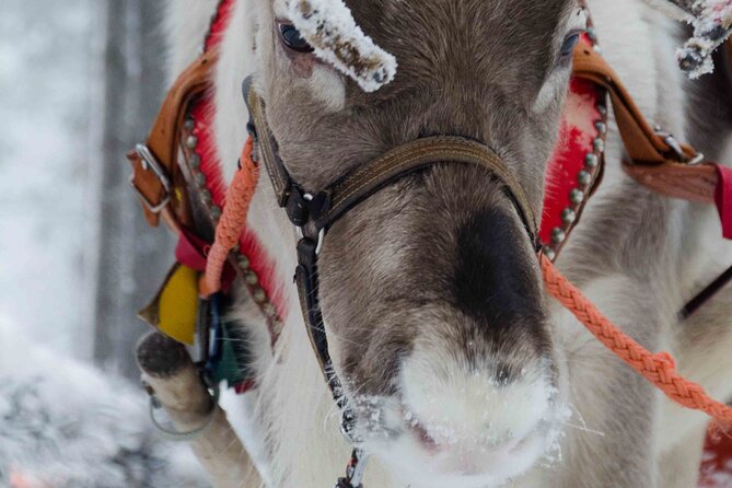 Authentic Reindeer Farm Experience in Rovaniemi - Key points to know before booking