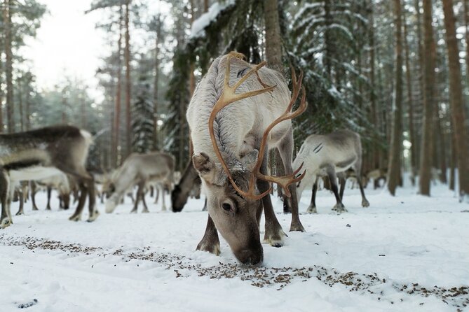 Authentic Reindeer Farm Experience in Rovaniemi - Why this two-hour farm visit feels different