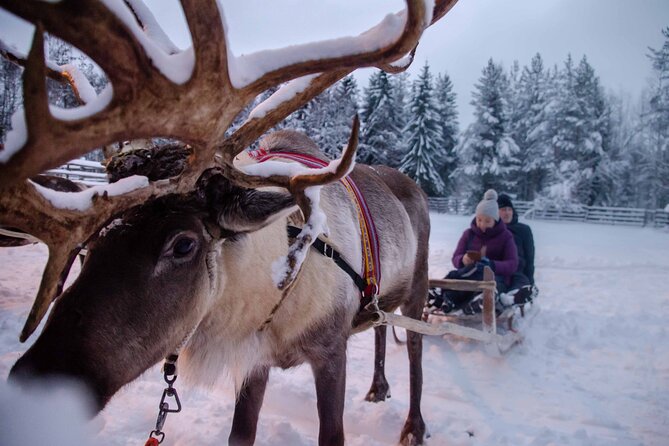 Authentic Reindeer Farm Experience in Rovaniemi - The 400-meter self-driven sleigh ride