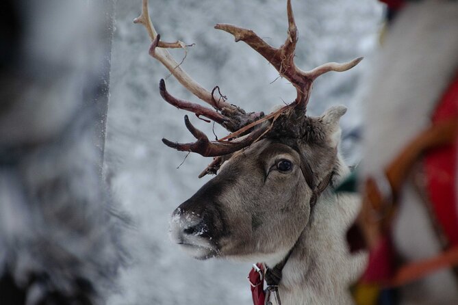 Authentic Reindeer Farm Experience in Rovaniemi - What the $120.15 price includes in value