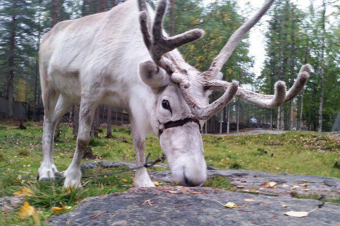 Authentic Reindeer Farm Experience in Rovaniemi - Who should book this farm experience