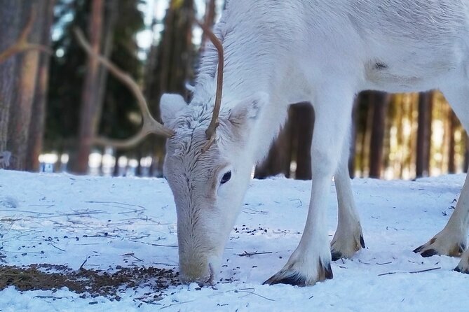 Authentic Reindeer Farm Experience in Rovaniemi - Starting at 9:00 am from central Rovaniemi