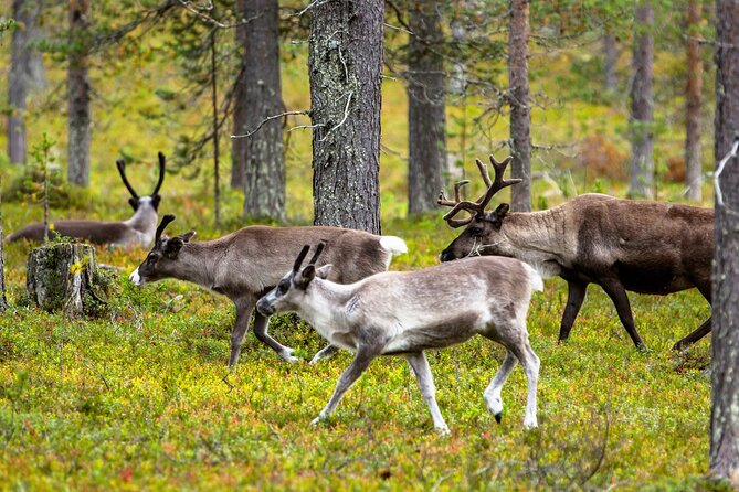Auttiköngäs Nature Trail - Walking through the Arctic forest