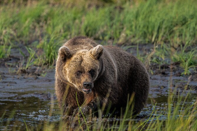 Bear and Arctic Animals 2 Day Trip from Rovaniemi - Key things to know before you book