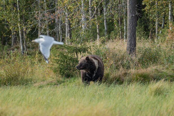 Bear and Arctic Animals 2 Day Trip from Rovaniemi - The overnight bear watch in Kuusamo