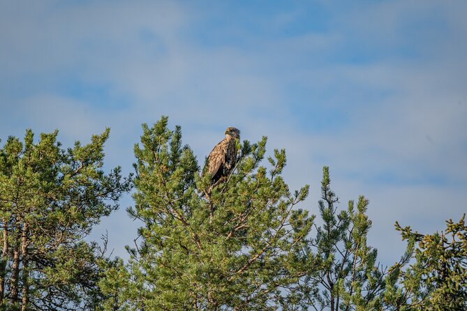 Bear and Arctic Animals 2 Day Trip from Rovaniemi - Morning breakfast and Ranua Wildlife Park