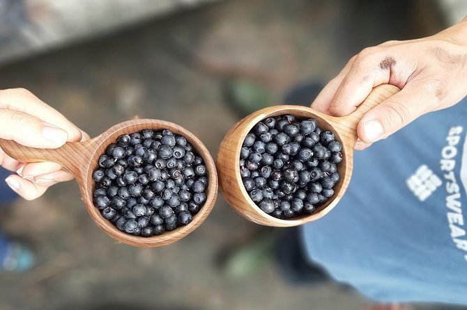 Berry Picking in a National Park - Is $186.64 good value?