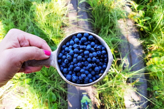 Berry Picking in a National Park - Learning about berries, mushrooms, and forest life