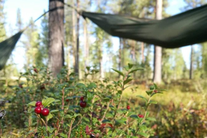 Cocooning in the HaliPuu forest: The ultimate Arctic hammock relaxation - The Return Walk Has a Different Rhythm