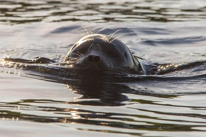 Cruise in Puumala by Lake Saimaa - Key points to know before you go
