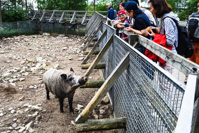 Day Trip to Ranua Arctic Wildlife Park from Rovaniemi - Starting at Lapland Welcome at 10:00