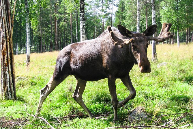 Day Trip to Ranua Arctic Wildlife Park from Rovaniemi - Barbecue lunch adds value to the six-hour package