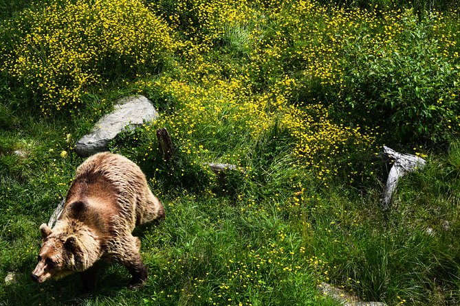Day Trip to Ranua Arctic Wildlife Park from Rovaniemi - Is $157.74 a fair price?