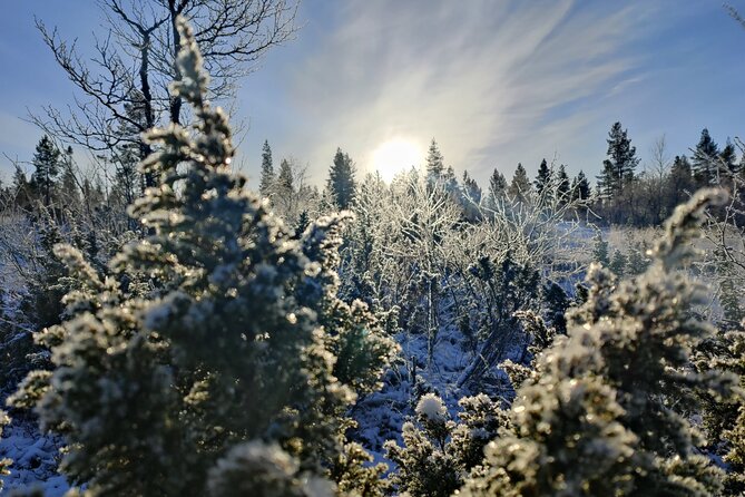 Discover Inari: Reindeer Farm, Siida Museum & Open Fire Lunch - Starting from Ivalo at 10:00 a.m.