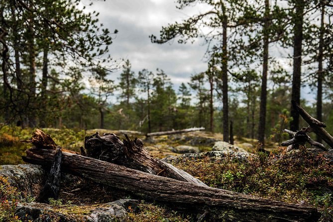 Explore the Wilderness (Summer & Autumn) - Why This Tour Works for Photographers