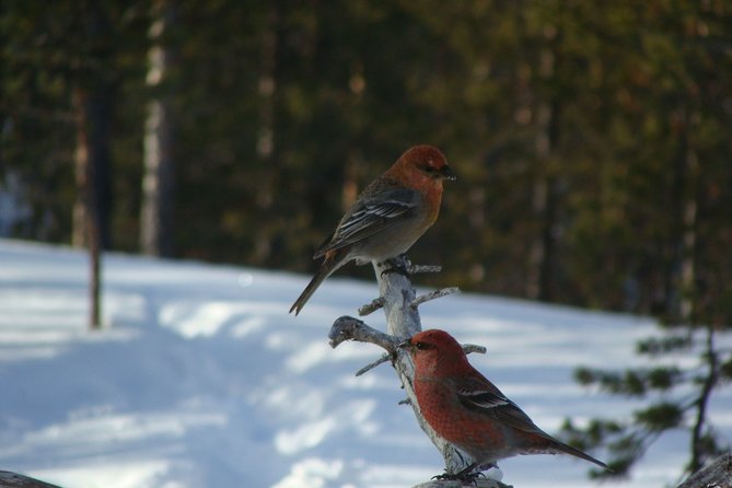 Explore Winter Woods: Snowshoe walk with local Biologist - Reading Tracks in the Old Forest