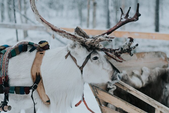 Family day: Reindeer, Husky and Snowmobiling in Levi - Snowmobiling around Levi